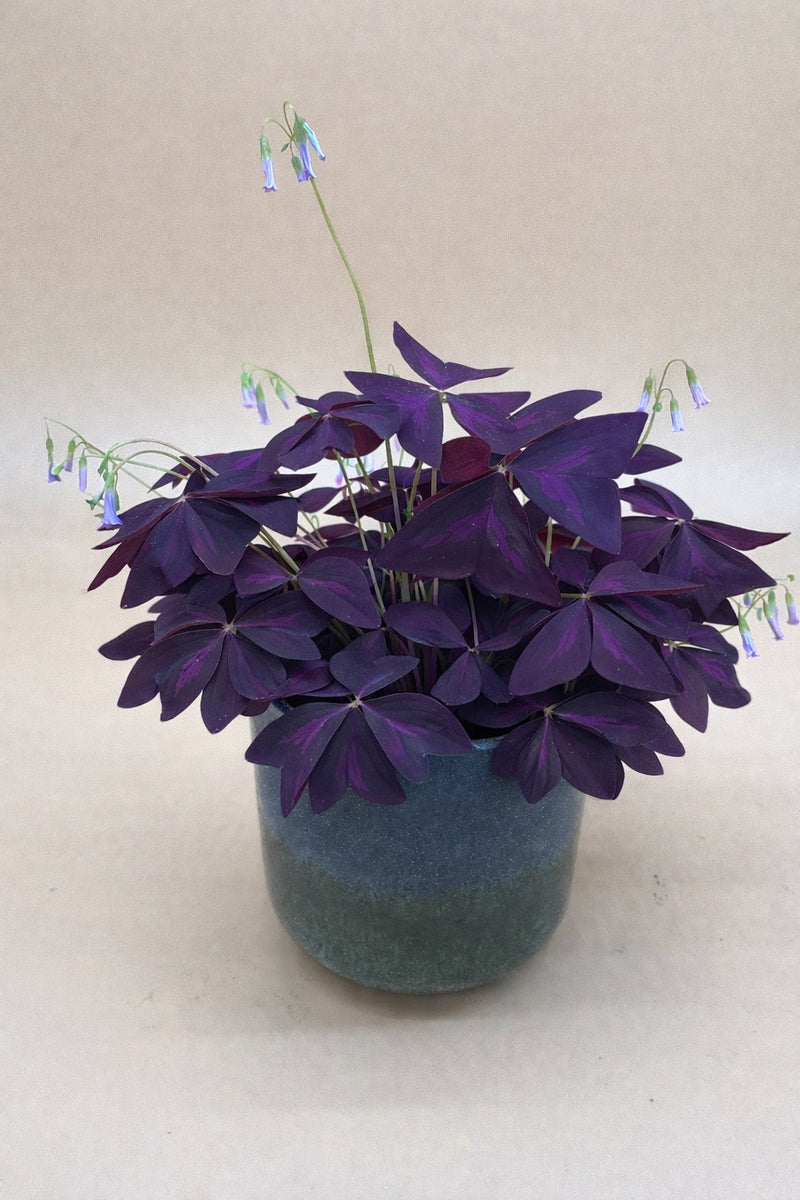 Oxalis Triangularis - Indoor/Outdoor Plant – Edie Rose