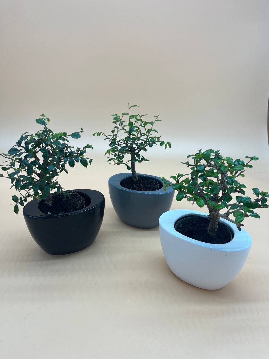 Bonsai Zelkova