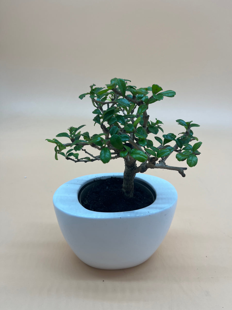 Bonsai Zelkova Indoor House Plant Edie Rose