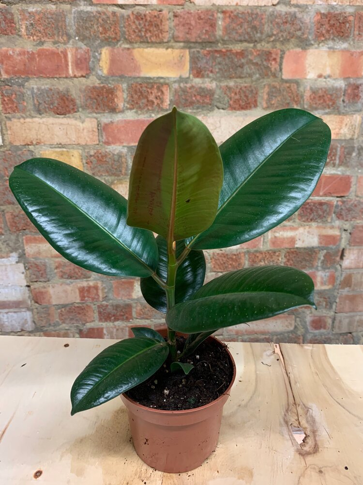 Ficus Elastica Indoor House Plant Edie Rose