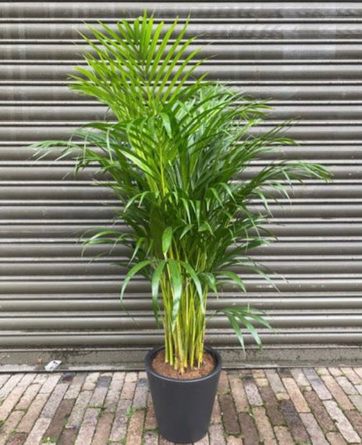 areca palm native london Areca Palm