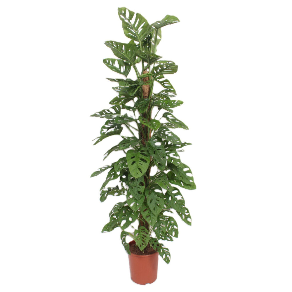 Monstera Monkey Leaf with Moss Pole