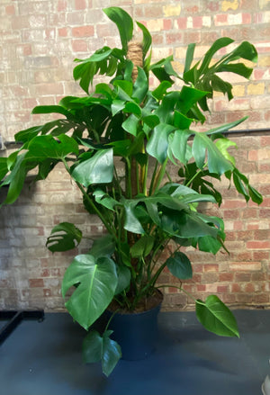 Monstera Deliciosa - Swiss Cheese Plant - Extra Large