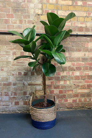 Large Rubber Plant - Ficus Elastica - Height 140cm