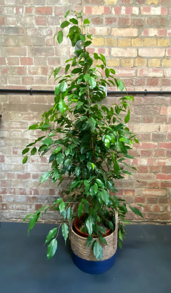 Ficus Exotica Variegated & Non-Variegated