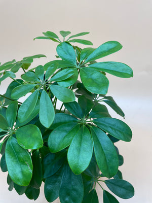 Schefflera 'Umbrella Plant'