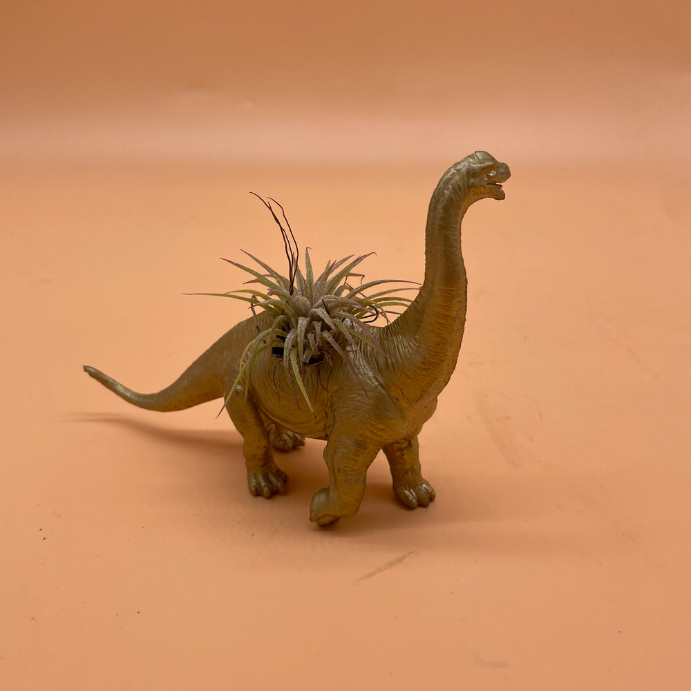 Dinosaur Airplant Pot