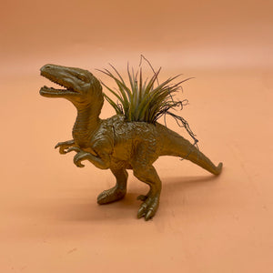 Dinosaur Airplant Pot