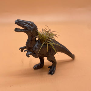 Dinosaur Airplant Pot