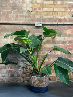 Large Philodendron - Green Beauty