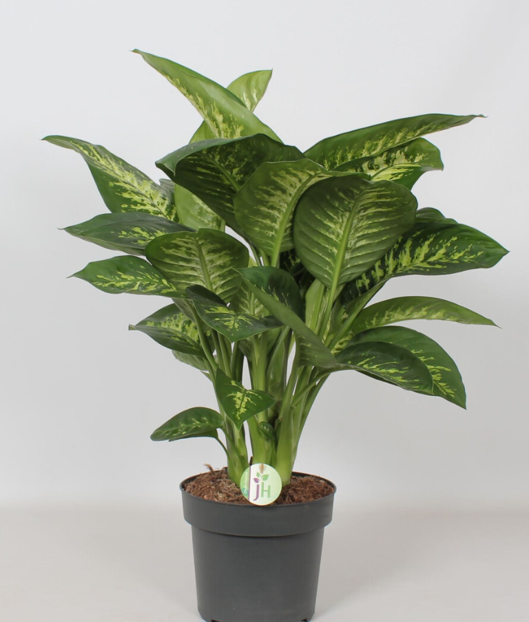 Dieffenbachia