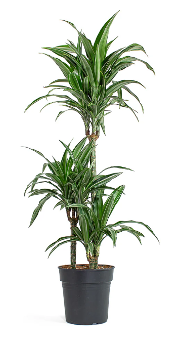 Dracaena Fragrans Variegated - 180cm