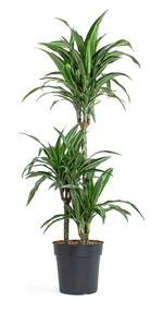 Dracaena Fragrans Variegated - 180cm