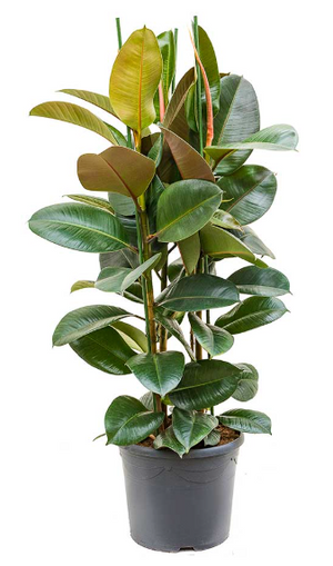 Ficus Elastica - Rubber Plant - 3 x Stem 150cm