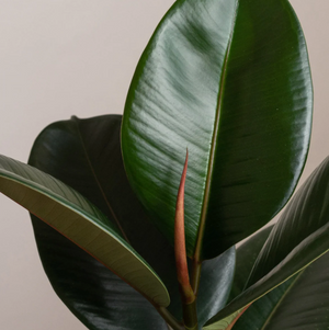 Ficus Elastica - Rubber Plant - 3 x Stem 150cm