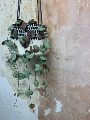 Ceropegia Woodii (string of hearts) - Indoor House Plant