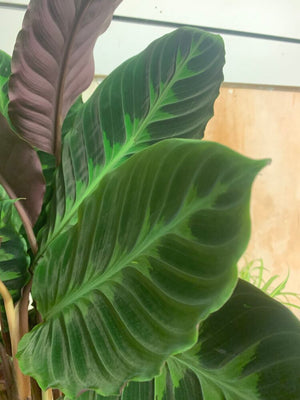Calathea Jungle Velvet - Warscewiczii - Indoor House Plant