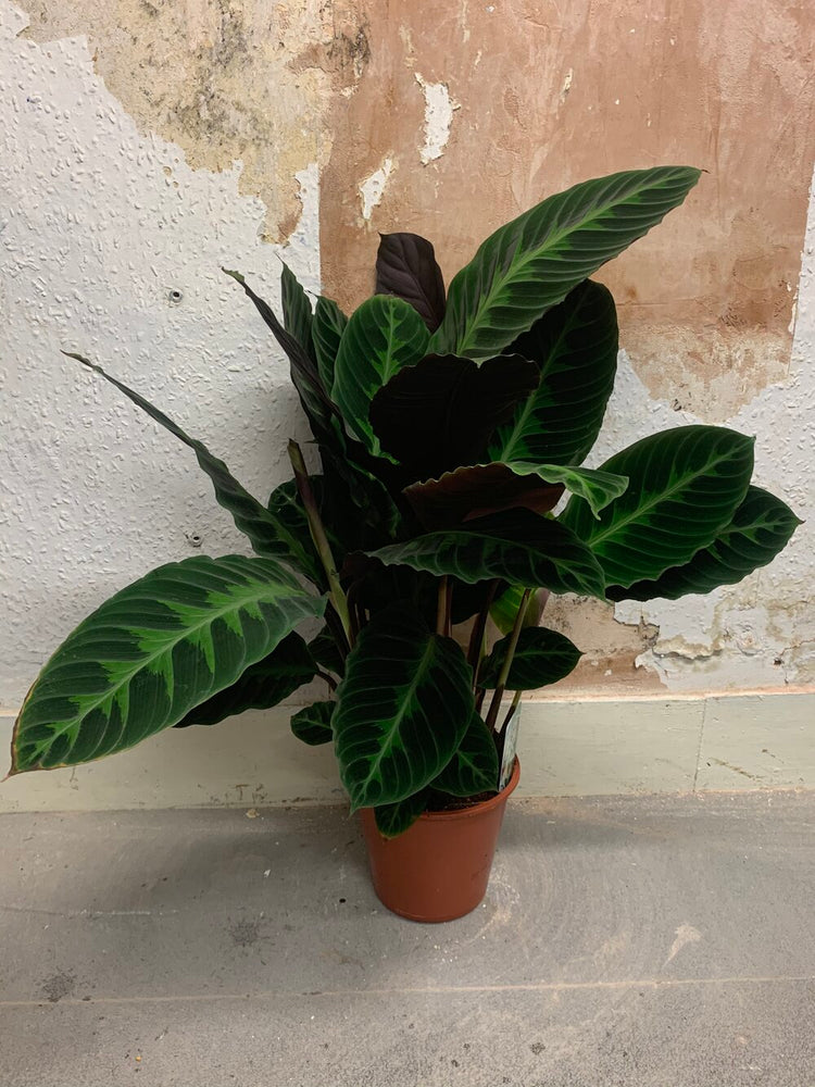 Calathea Jungle Velvet - Warscewiczii - Indoor House Plant