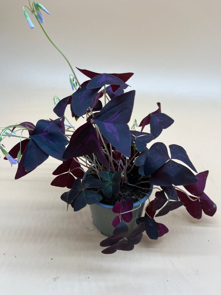 Oxalis Triangularis - Indoor/Outdoor Plant