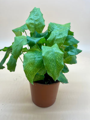 Calathea Musaica 'Network' - Indoor House Plant