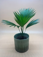 Saribus Rotundifolius (Footstool Palm) - Indoor House Plant