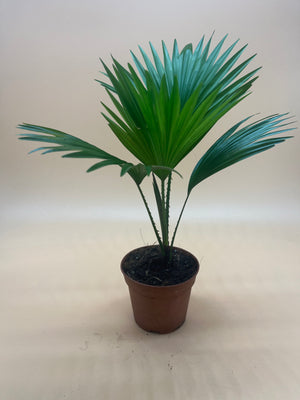 Saribus Rotundifolius (Footstool Palm) - Indoor House Plant