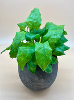 Calathea Musaica 'Network' - Indoor House Plant