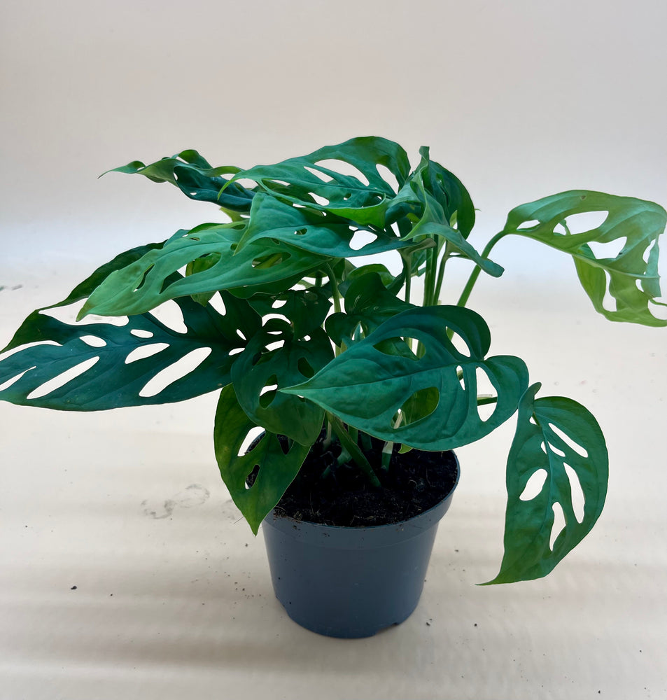 Monstera Adansonii - Indoor House Plant