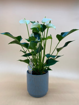 Anthurium - Indoor House Plant