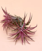 Air Plant (Tillandsia) - Indoor House Plant