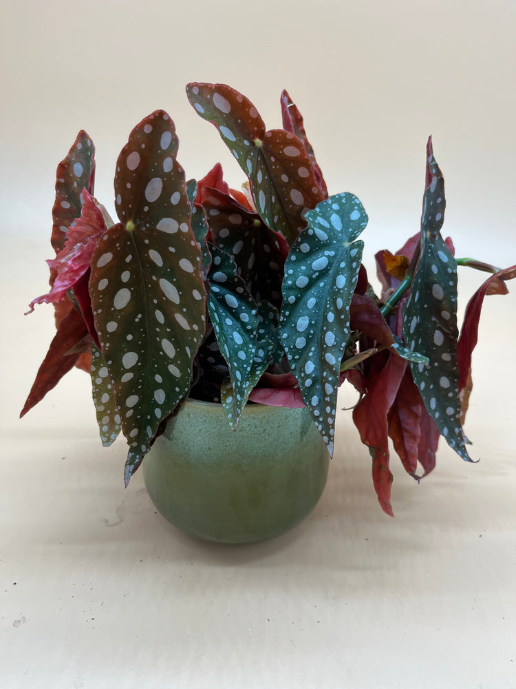 Begonia Maculata - Indoor House Plant