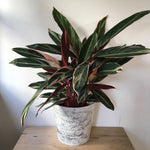 Calathea - Triostar - Indoor House Plant