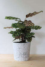 Calathea Makoyana - Indoor House Plant