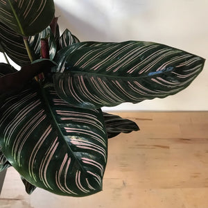 Calathea Ornate Sanderiana - Indoor House Plant