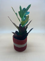 Codiaeum (Croton) - Indoor House plant MINI