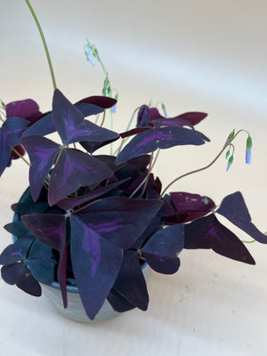 Oxalis Triangularis - Indoor/Outdoor Plant