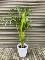 Kentia Palm - Indoor House Plant