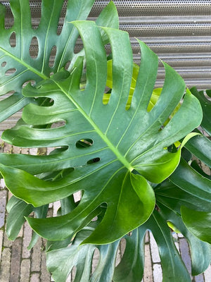 Monstera Deliciosa - Swiss Cheese Plant - Large