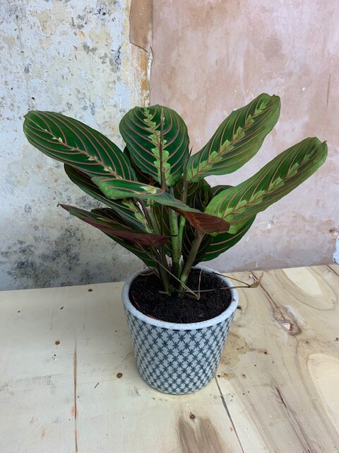 Maranta Leuconeura - Indoor House Plant