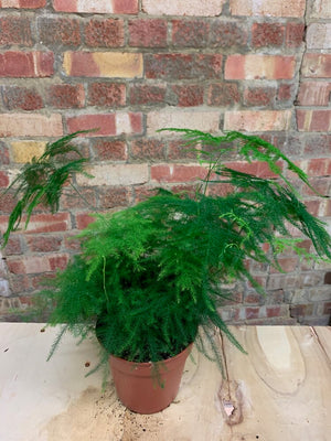 Asparagus Fern - Indoor House plant