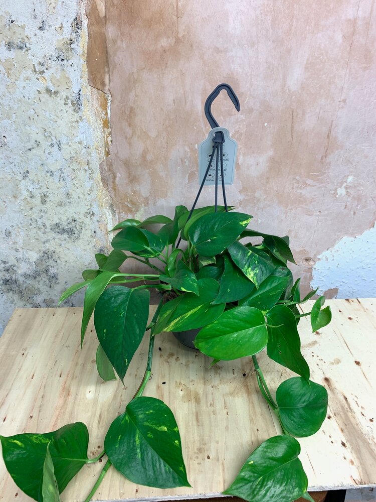 Devil's Ivy (Epipremnum Aureum) - Indoor House plant
