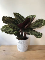 Calathea Roseopicta - Indoor House Plant