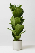 Ficus Lyrata - Indoor House Plant