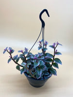 Tradescantia Nanouk - Indoor House Plant