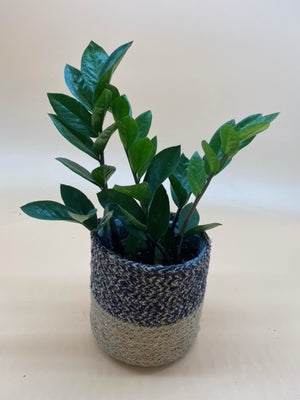 Zamioculcas Zamiifolia - Indoor House Plant